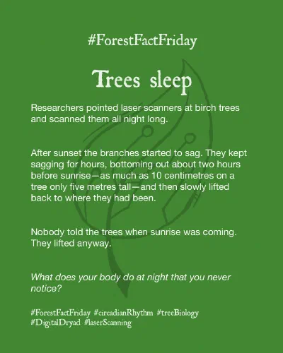 Trees Sleep