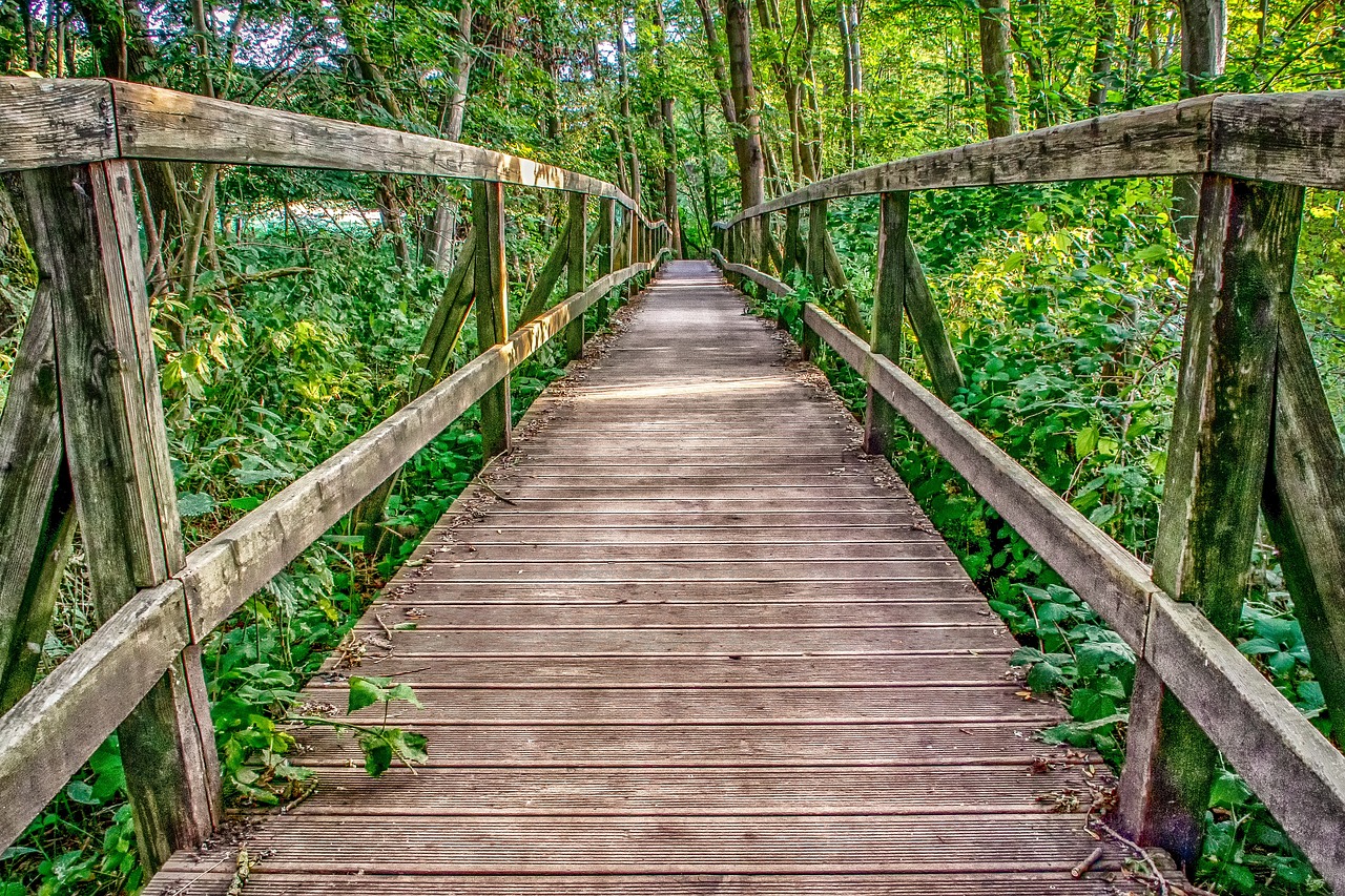 A bridge through the forest