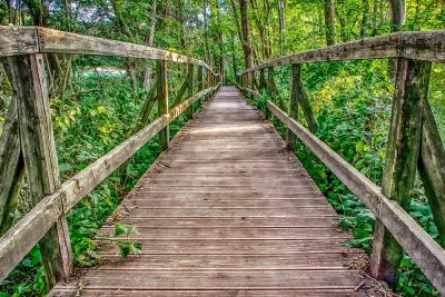 A bridge through the forest