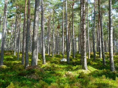 A beautiful forest