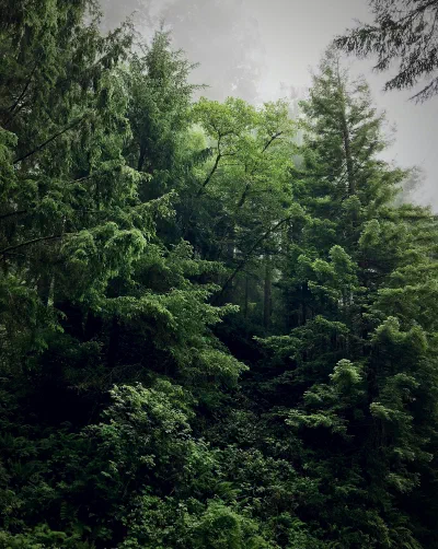 Dense forest with undergrowth