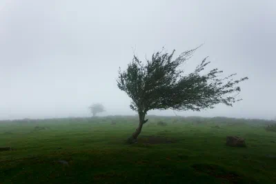 wind blowing a tree